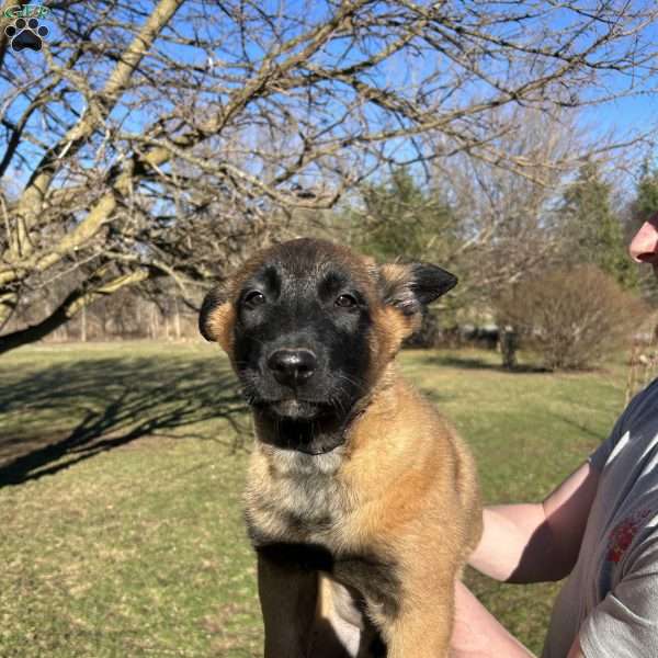 Purple, Belgian Malinois Puppy